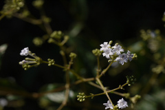 Spermadictyon suaveolens